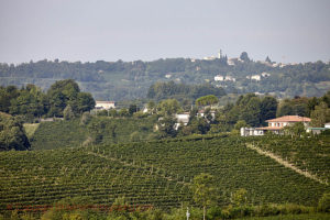 Kulligt vinlandskap i Veneto