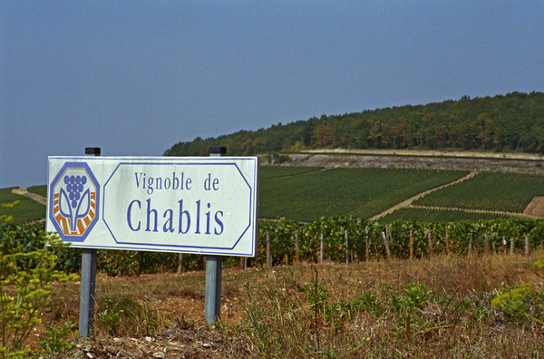 Vingårdar i Chablis