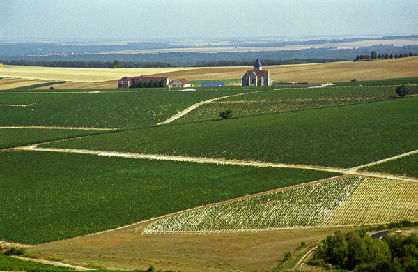 Vingårdar i Chablis