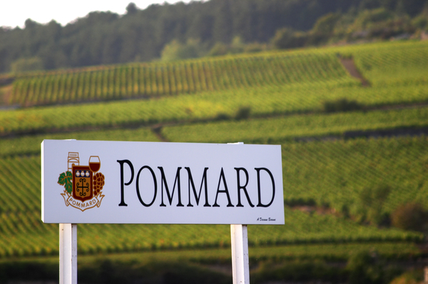 Vingårdar i Pommard, Bourgogne