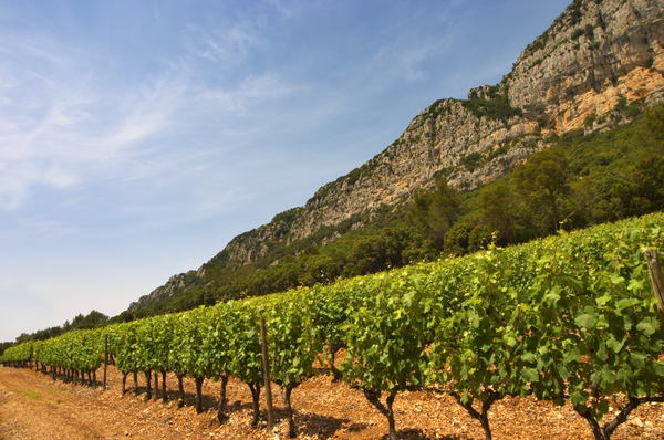 En vingård skyddad av ett bergsmassiv