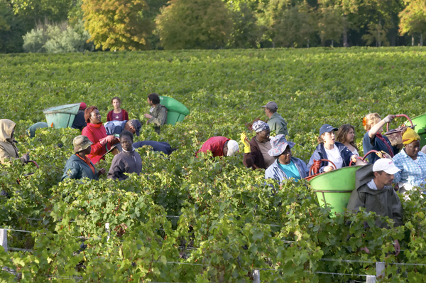 Skördetid i Bordeaux’ vingårdar