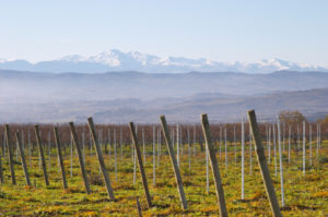 Snötäckta bergstoppar bortom vingården