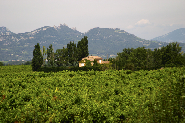 En vingård i sommarskrud med ett berg i bakgrunden