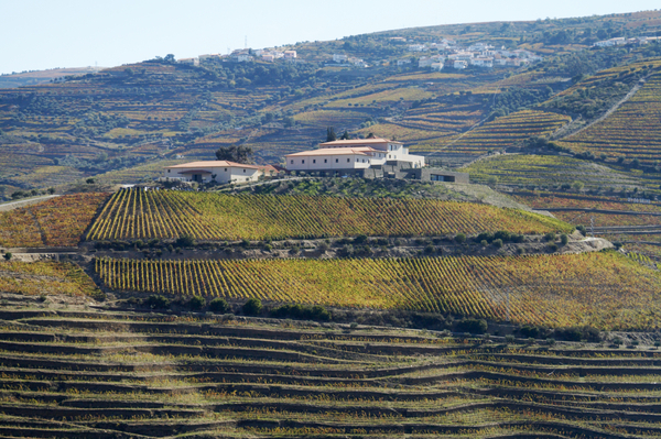 En vinanläggning på toppen av ett berg mitt i vingården