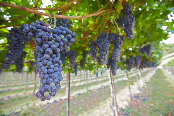 Druvor mogna för skörd i vingården