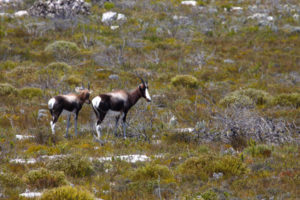 Wild animals, South African deer