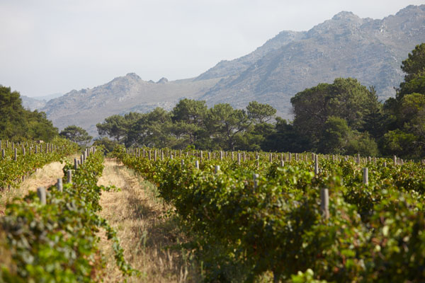 Vineyards and mountains