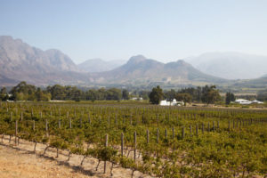 Vineyards and mountains