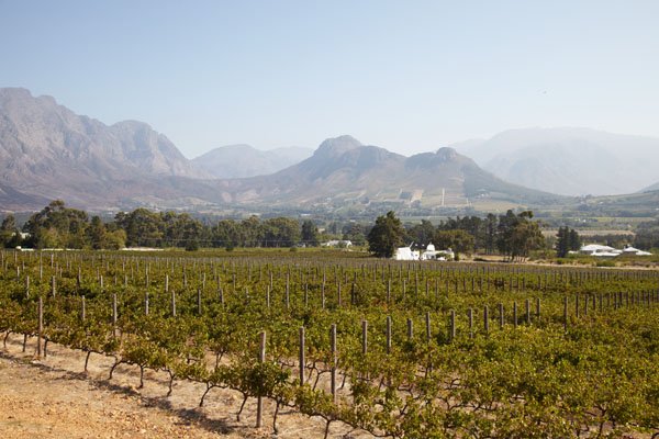 Vingårdar och berg i Stellenbosch, Sydafrika