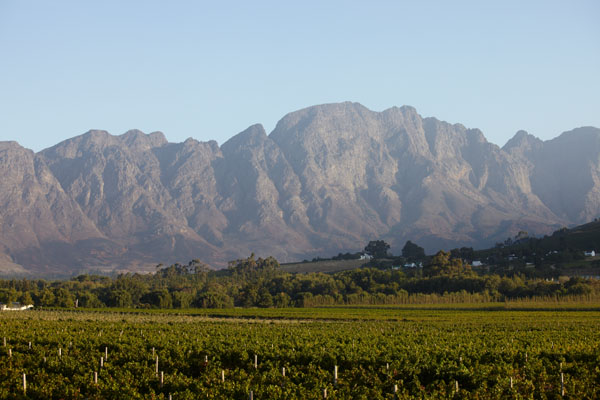 Vingårdar och berg i Stellenbosch, Sydafrika