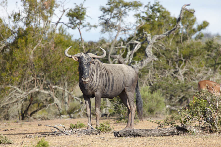 En Blue Wildebeest