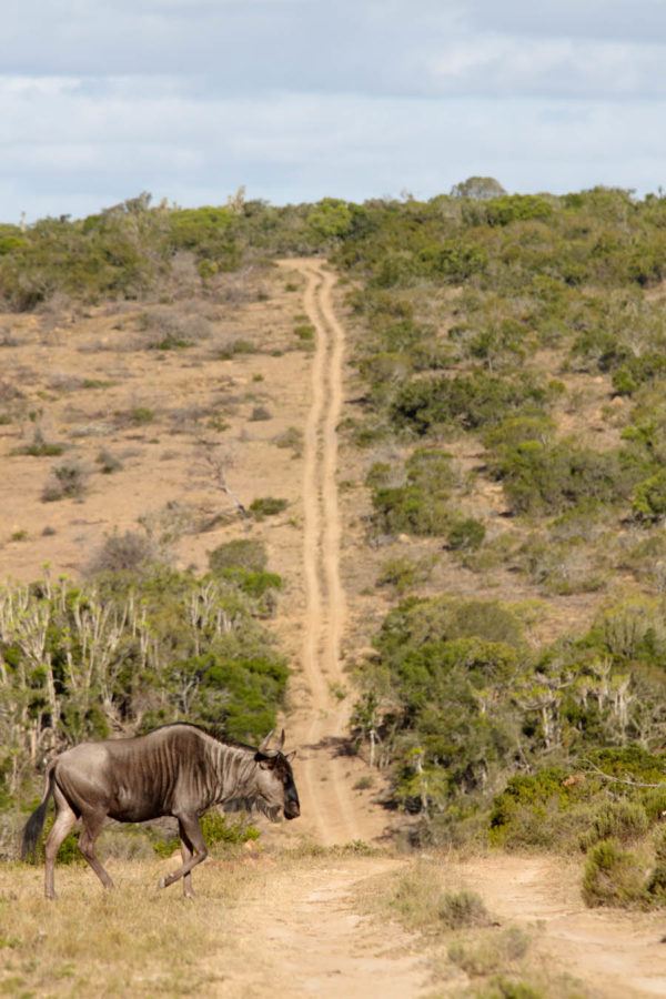 VÃ¤gen genom vildmarken och en Blue Wildebeest