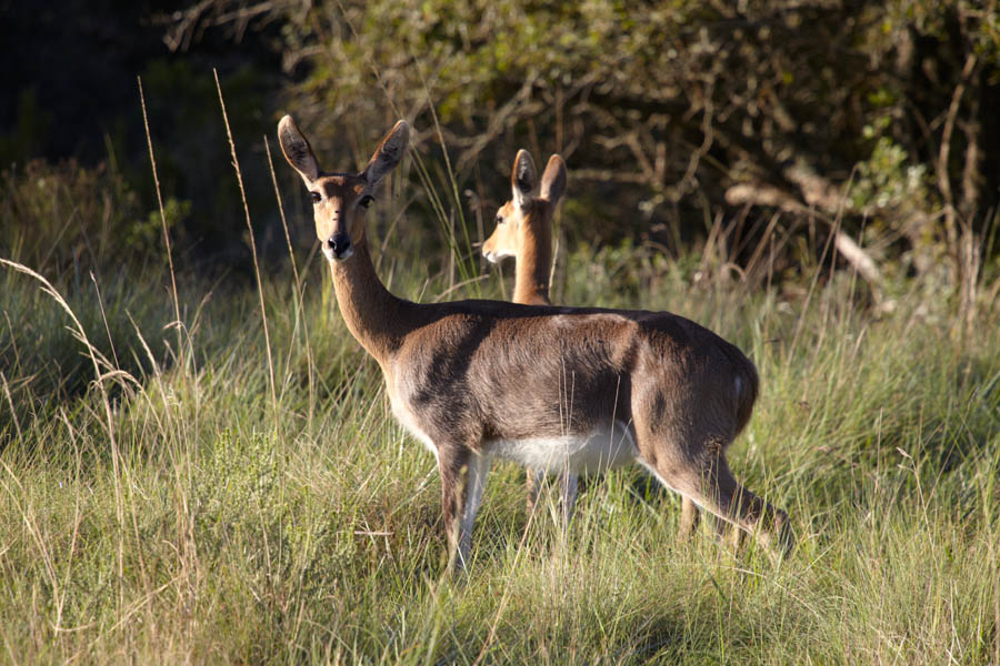 Två skygga antiloper, förmodligen en Red Lechwe-antilop