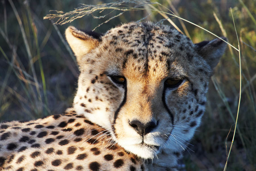 En gepard i kvällssolen