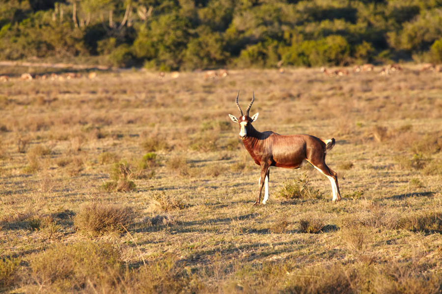En vaksam blesbuck-antilop