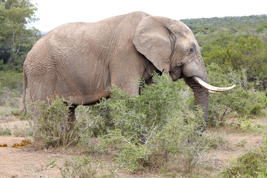 En mycket gammal sydafrikansk elefant