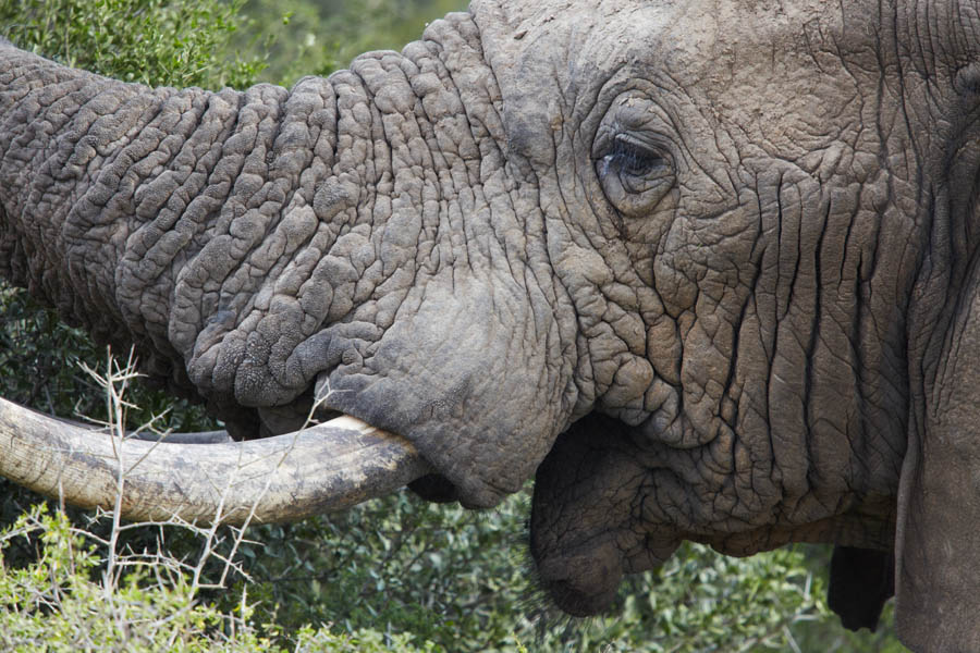 Lunchdags för en gammal elefant