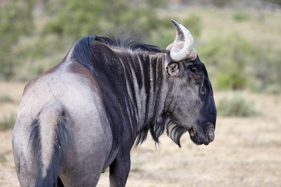 En Blue Wildebeest