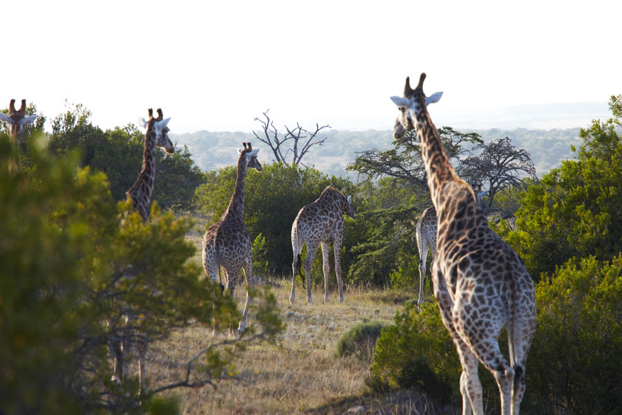 Giraffer på väg bort