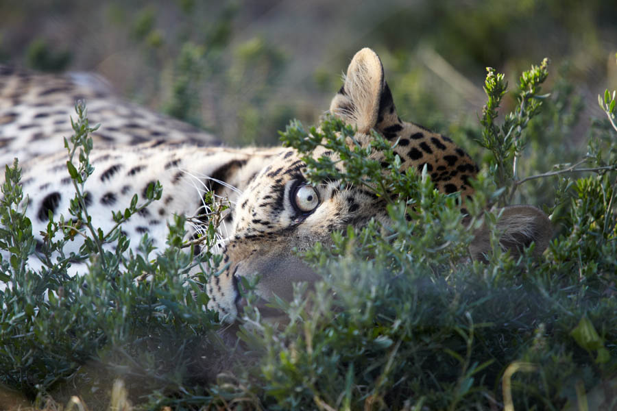 Öga mot öga med en leopard