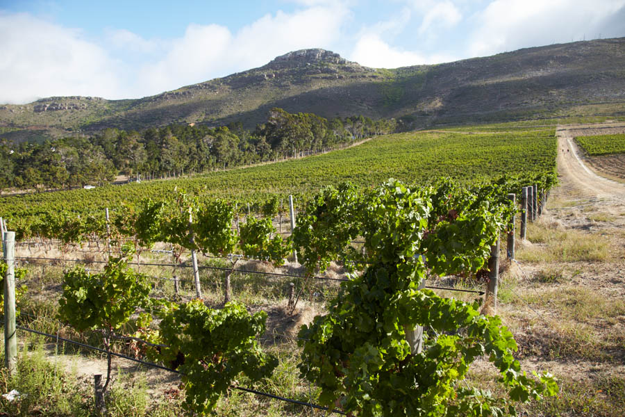En vingård på en brant sluttning upp emot berget
