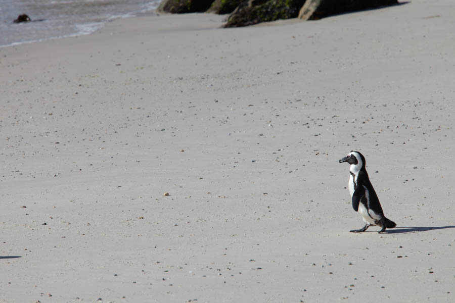 En pingvin tar en promenad på stranden
