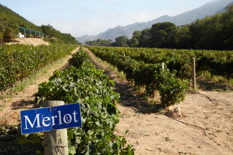 Merlot planterat i vingården