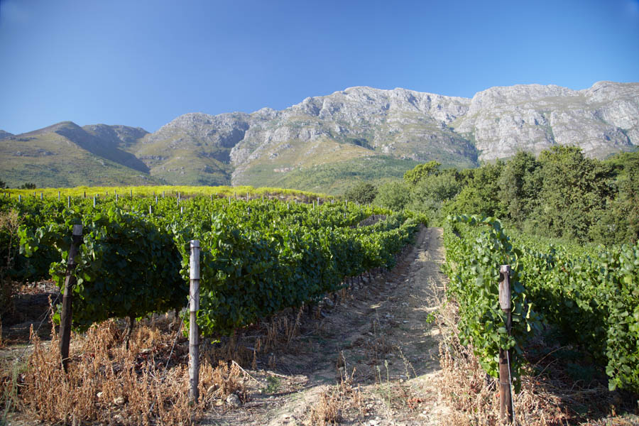 Vingårdar och bergsformationer i Franschhoek