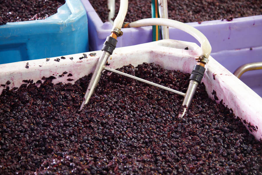 Röda / blå druvor i vinkällaren, temperaturkontrollerad macerering