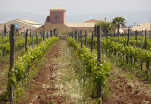 En vingård på Sicilien En vingård på Sicilien
