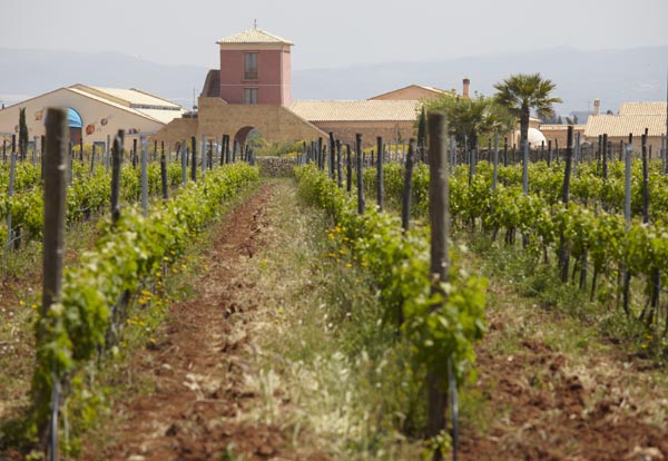 En vingård på Sicilien