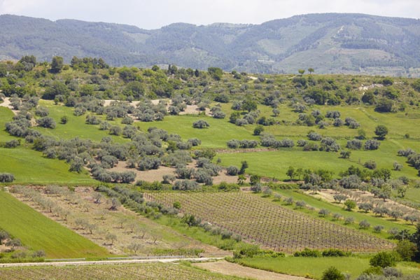 Vingårdar och olivlundar på Sicilien