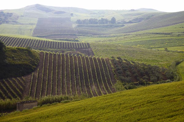 Vineyards on the rolling hills on Sicily