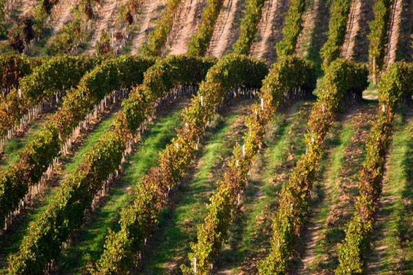 Vineyard in Tuscany