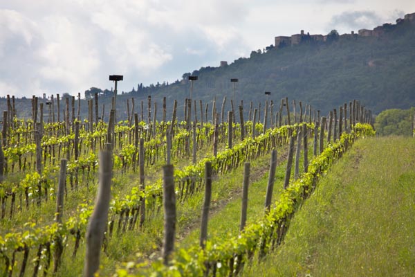 Böljande vingårdar i Toscana