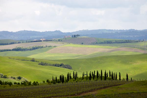 Böljande landskap i Toscana