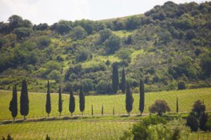 Lummigt landskap i Toscana
