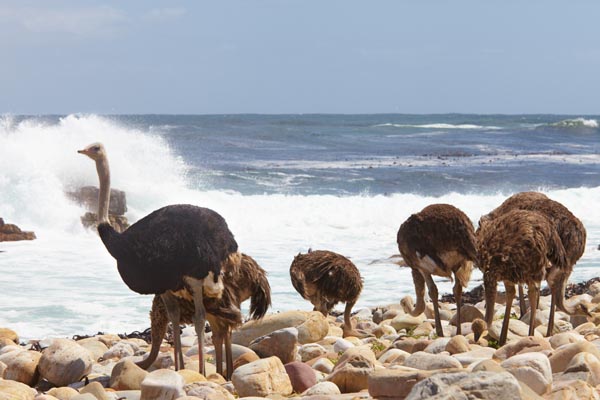 Strutsar på stranden