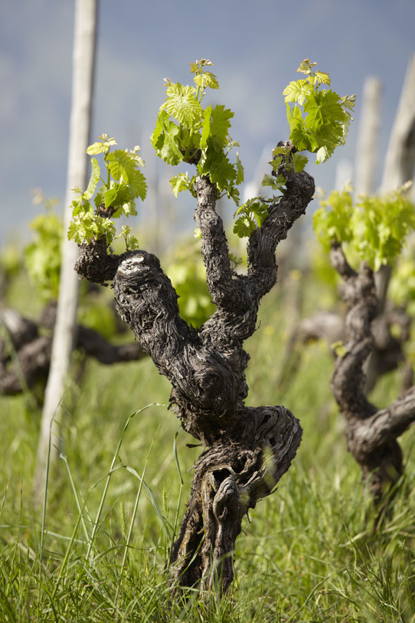 En kämpande vinranka i den karga vingårdsjorden på Etnas sluttning