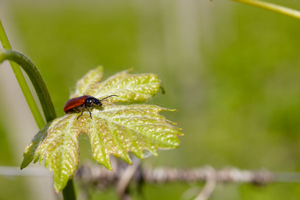 En liten skalbagge på en vinranka i Bardolino, Veneto, Italien