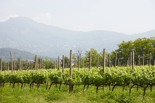 Vingården Le Fraghe i Bardolino, Veneto, Italien