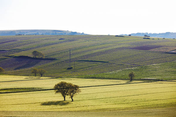 Vingårdar i Sancerre