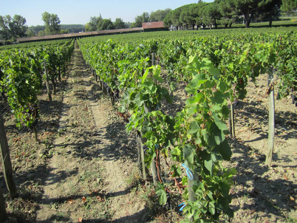 En vingård i Bordeaux strax före skörden