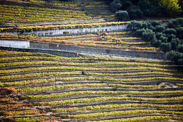 Utsikt över terrasserade vingårdar i Dourodalen