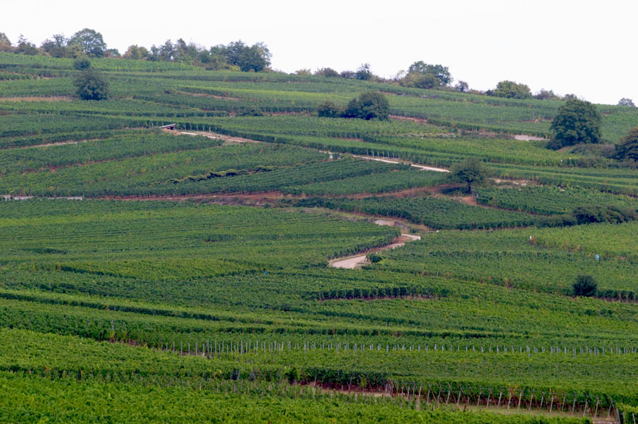 En Grand Cru vingård i Kintzheim i Alsace