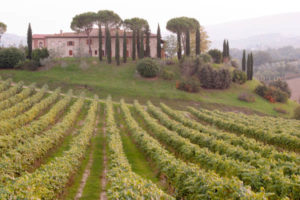 En klassisk toscansk villa med cypresser och vingård