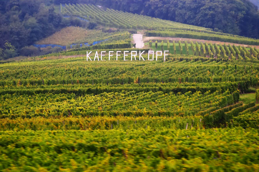 Vingårdar i Kaefferkopf Grand Cru i Alsace