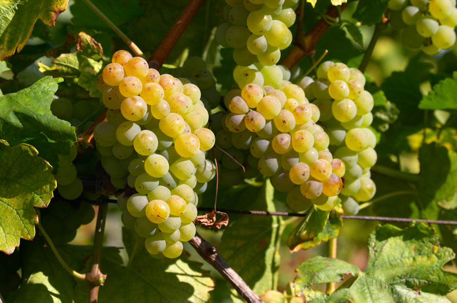 Druvklase, riesling i en vingård vid skörden i Pfaffenheim i Alsace