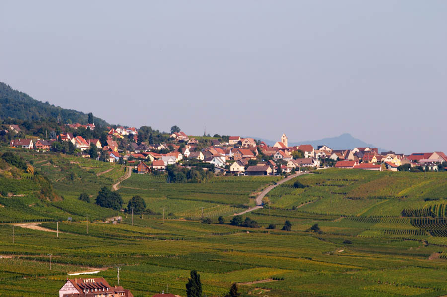 Vingårdar och en by, Hatschbourg Grand Cru, i Alsace